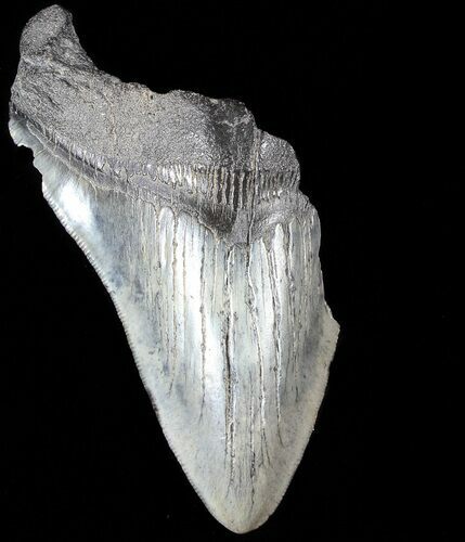 Partial, Serrated, Fossil Megalodon Tooth #52986